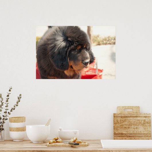 Zwarte Tibetaanse Mastiff Poster (Keuken)