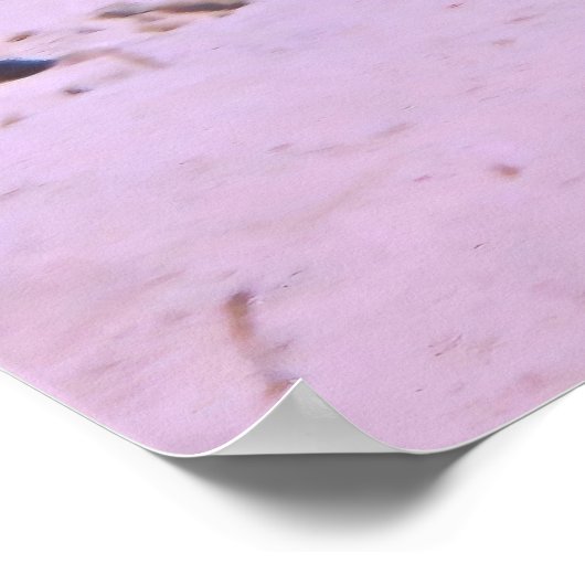 Zwarte tipriethaai op de latten poster (Hoek)