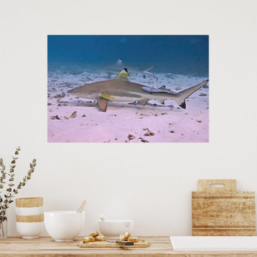 Zwarte tipriethaai op de latten poster (Keuken)