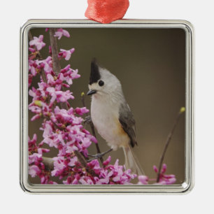 Zwarte Titmouse, Baeolophus Metalen Ornament