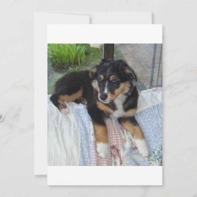 zwarte tri puppy aussie (Voorkant)