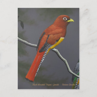 Zwarte trogon - vrouw briefkaart