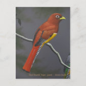 Zwarte trogon - vrouw briefkaart (Voorkant)