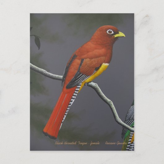 Zwarte trogon - vrouw briefkaart (Voorkant)