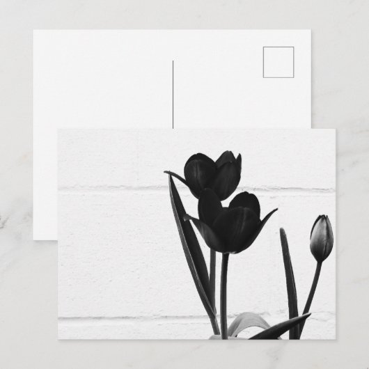 Zwarte Tulpen | Briefkaart (Voorkant / Achterkant)