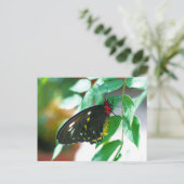 Zwarte vlinder natuur  briefkaart (Staand voorkant)