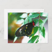 Zwarte vlinder natuur  briefkaart (Voorkant / Achterkant)