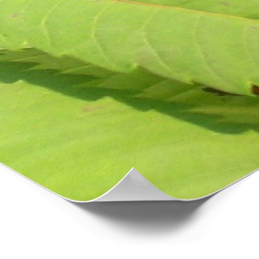 Zwarte vlinder witte vlinder poster (Hoek)