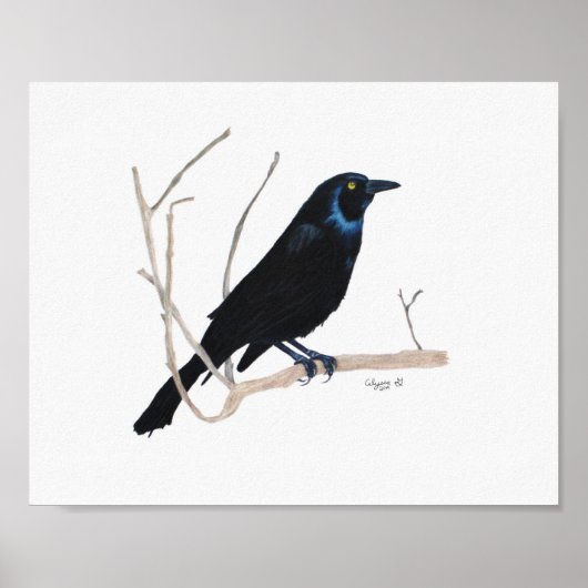 Zwarte Vogel 8x10 Afdruk Poster (Voorkant)
