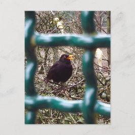 Zwarte vogel achter de tralies, Dier, Vogels, Zwar Briefkaart