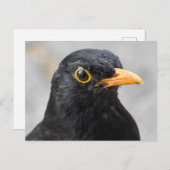Zwarte vogel briefkaart (Voorkant / Achterkant)