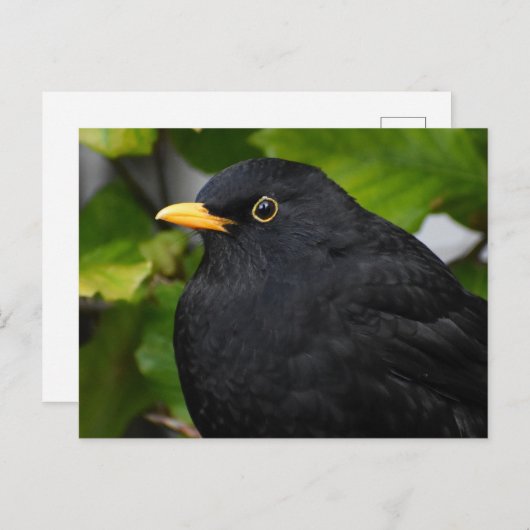 Zwarte vogel briefkaart (Voorkant / Achterkant)