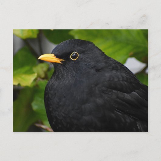 Zwarte vogel briefkaart (Voorkant)