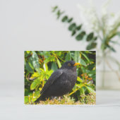 Zwarte vogel briefkaart (Staand voorkant)