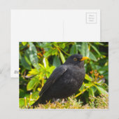 Zwarte vogel briefkaart (Voorkant / Achterkant)
