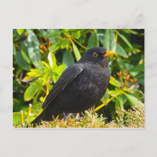 Zwarte vogel briefkaart (Voorkant)