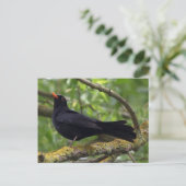 Zwarte vogel briefkaart (Staand voorkant)