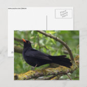 Zwarte vogel briefkaart (Voorkant / Achterkant)