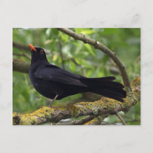 Zwarte vogel briefkaart