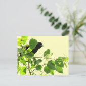 Zwarte vogel briefkaart (Staand voorkant)
