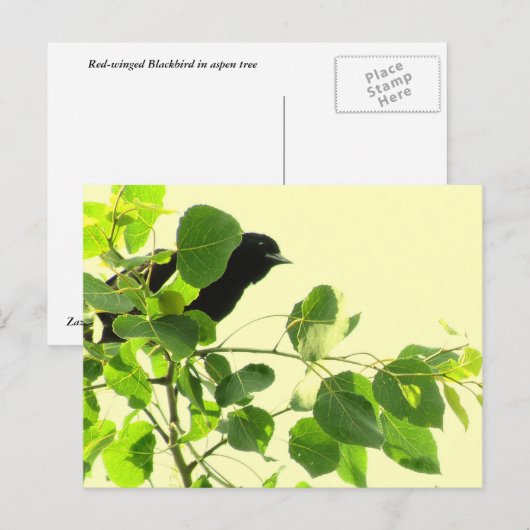 Zwarte vogel briefkaart (Voorkant / Achterkant)