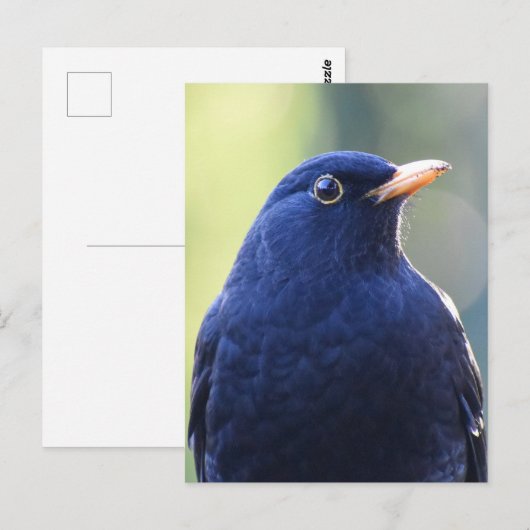 Zwarte vogel briefkaart (Voorkant / Achterkant)