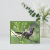 Zwarte vogel briefkaart (Staand voorkant)