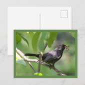 Zwarte vogel briefkaart (Voorkant / Achterkant)