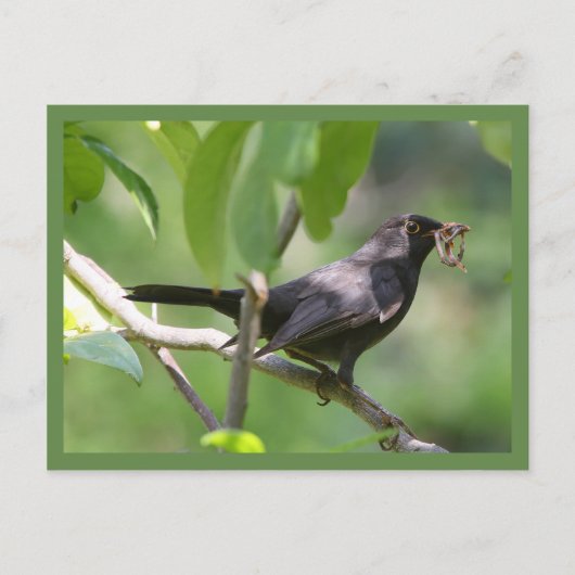 Zwarte vogel briefkaart (Voorkant)