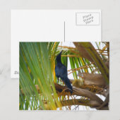 Zwarte vogel briefkaart (Voorkant / Achterkant)