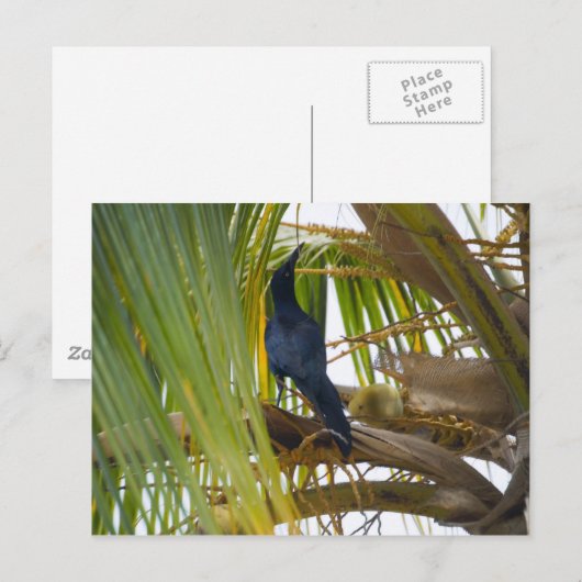 Zwarte vogel briefkaart (Voorkant / Achterkant)