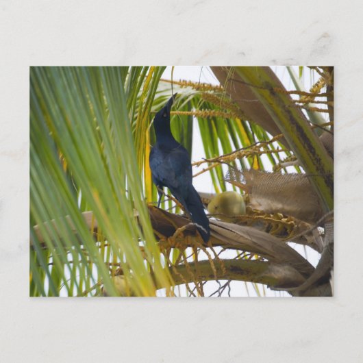 Zwarte vogel briefkaart (Voorkant)