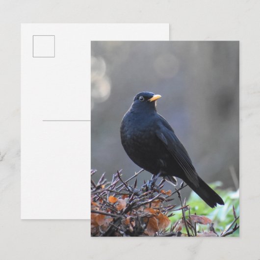 Zwarte vogel briefkaart (Voorkant / Achterkant)