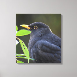 Zwarte vogel canvas afdruk