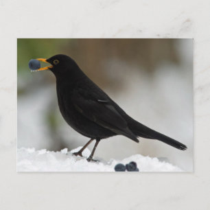 Zwarte vogel die druiven eet in sneeuw briefkaart