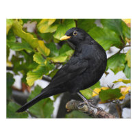 Zwarte vogel