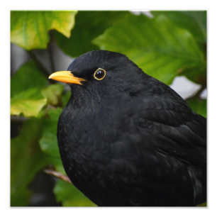 Zwarte vogel foto afdruk
