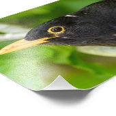 Zwarte vogel foto afdruk (Hoek)