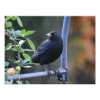 Zwarte vogel