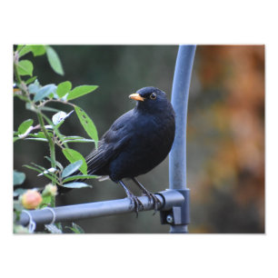 Zwarte vogel foto afdruk