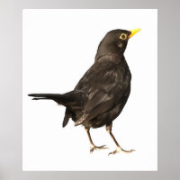 Zwarte vogel, geïsoleerd op witte acrylverf