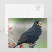 Zwarte vogel in een boom briefkaart (Voorkant / Achterkant)