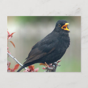 Zwarte vogel in een boom briefkaart