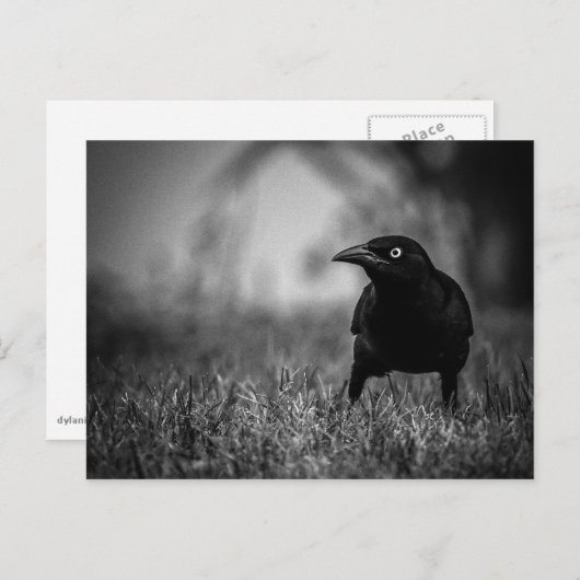 Zwarte vogel in Grass Briefkaart (Voorkant / Achterkant)