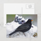 Zwarte vogel in sneeuw briefkaart (Voorkant / Achterkant)
