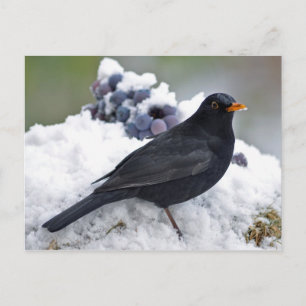 Zwarte vogel in sneeuw briefkaart