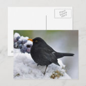 Zwarte vogel in sneeuw briefkaart (Voorkant / Achterkant)