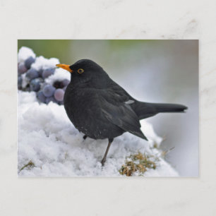 Zwarte vogel in sneeuw briefkaart