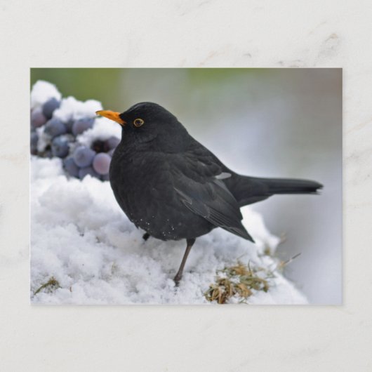 Zwarte vogel in sneeuw briefkaart (Voorkant)