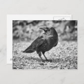 Zwarte vogel, kraai, op de rotsen briefkaart (Voorkant / Achterkant)